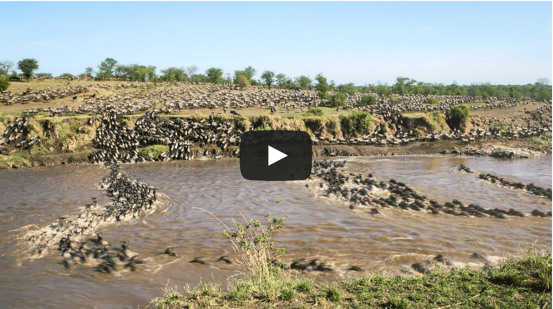 Video: Wildebeest Migration Documented in the Serengeti