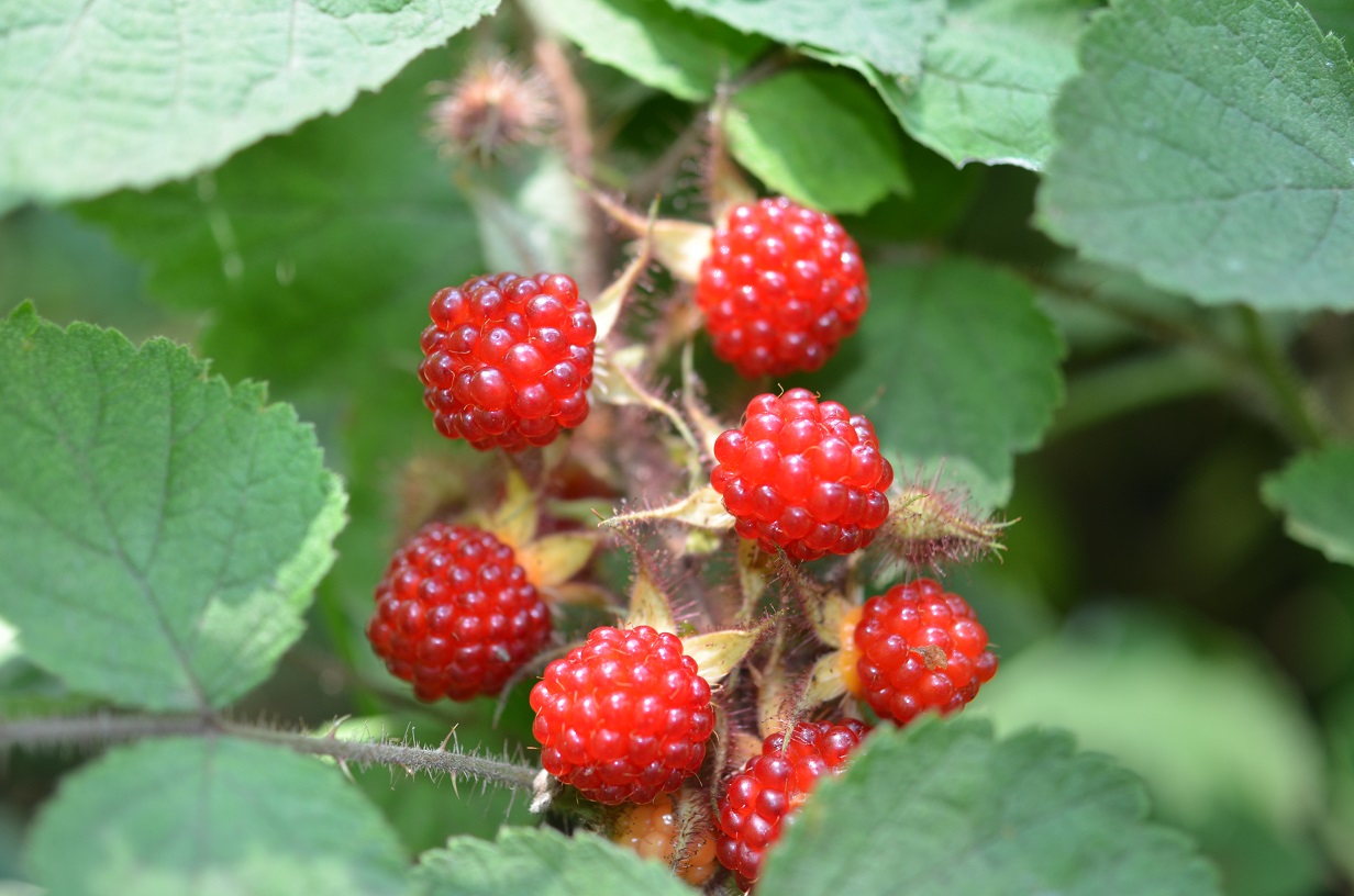 Foraging for Wild Berries