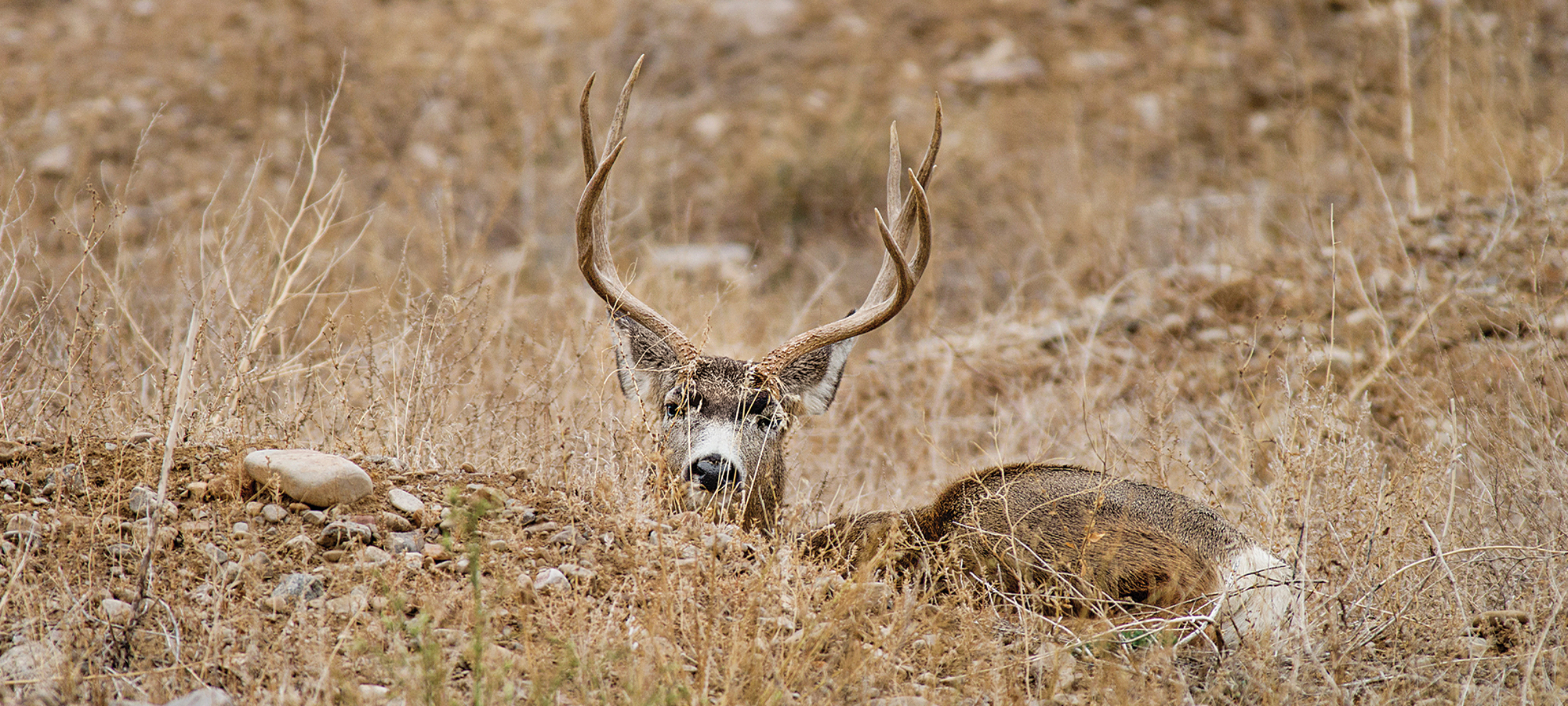 hunting mule deer