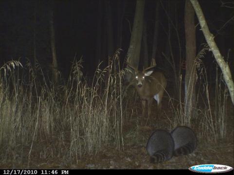 buck and raccoons on trail camera