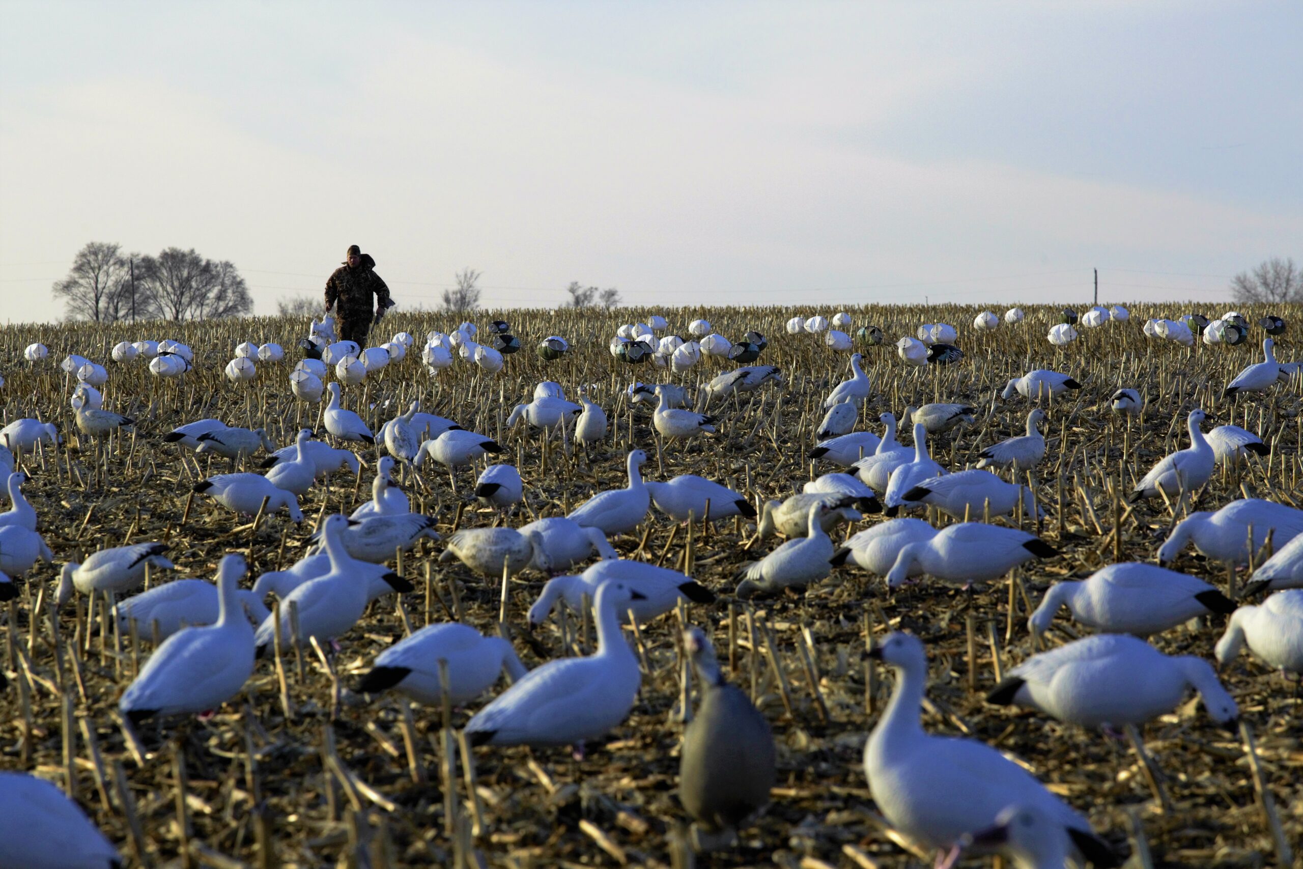 Snow Geese: Tips for Hunting These Birds of Plenty