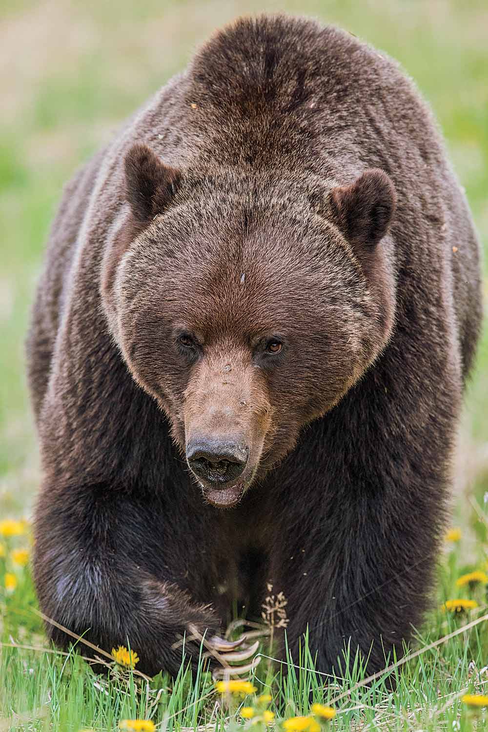 british columbia grizzly bear