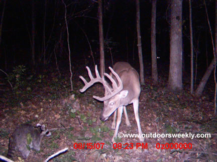 This big buck takes a stand against a raccoon.
