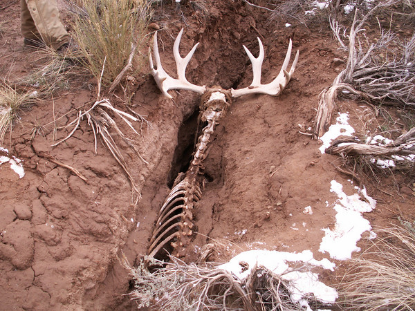 moose skeleton in crack