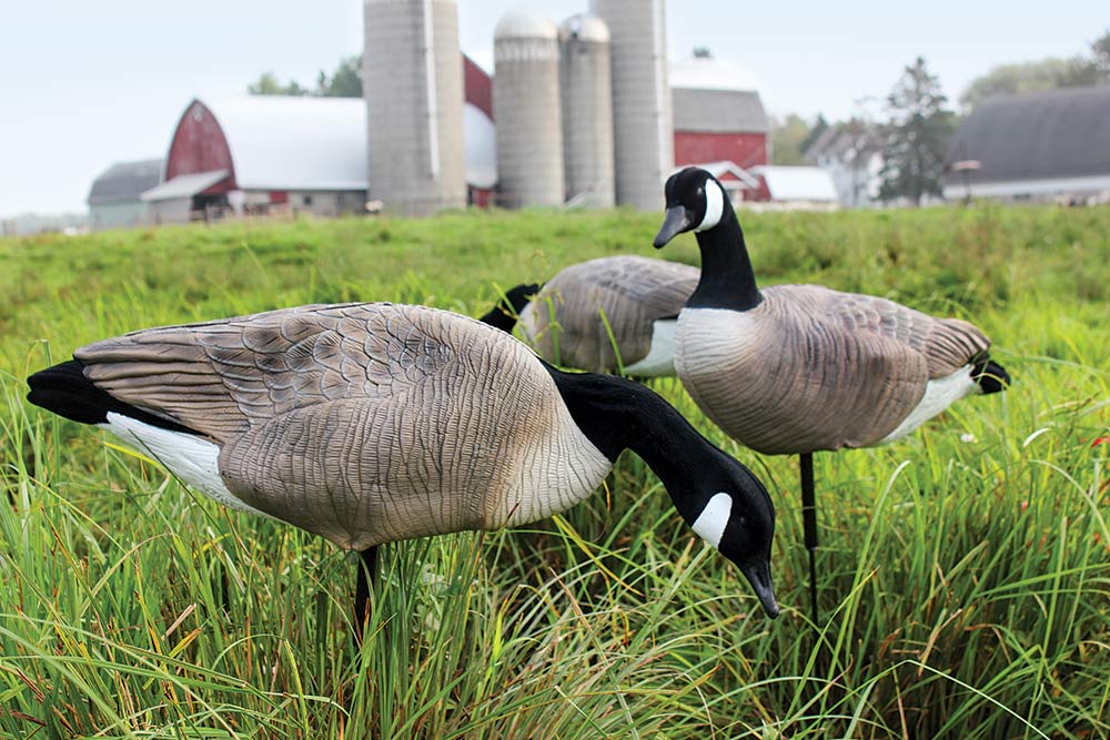 White Rock Canada geese decoy