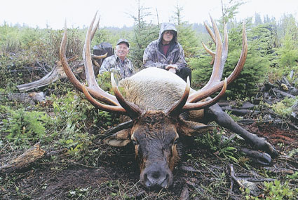 Rifleman Karl Minor took this 388 4/8 inch Roosevelt elk with guide Bruce Watson near the Adam River in British Columbia, Canada. The 8x7 bull ranks number five in the SCI record books, no doubt helped by massive main beams, measuring 10 3/8s and 10 6/8s inches at their bases. It was harvested October  10, 2004.