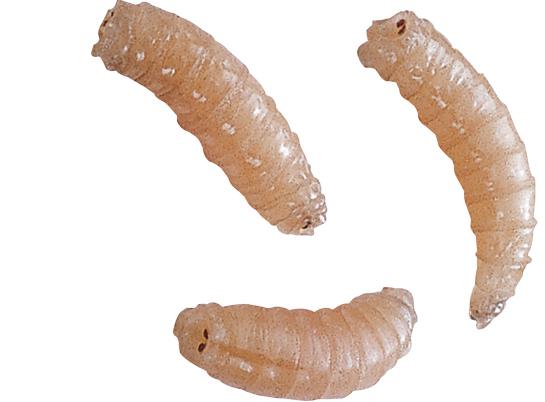 spike larva