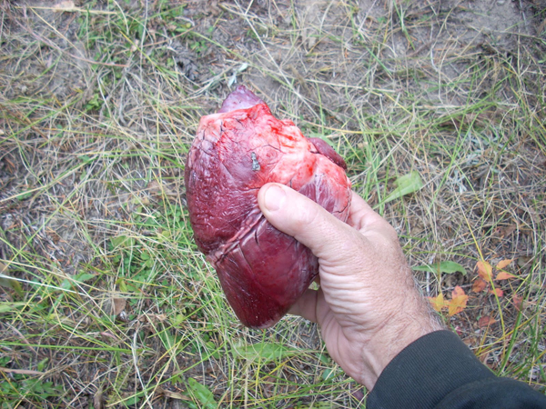 a hand holding a deer heart