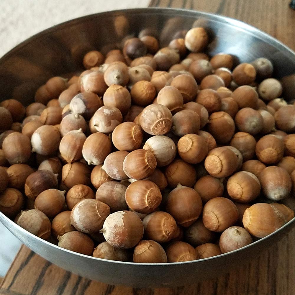 A bowl of uncapped acorns