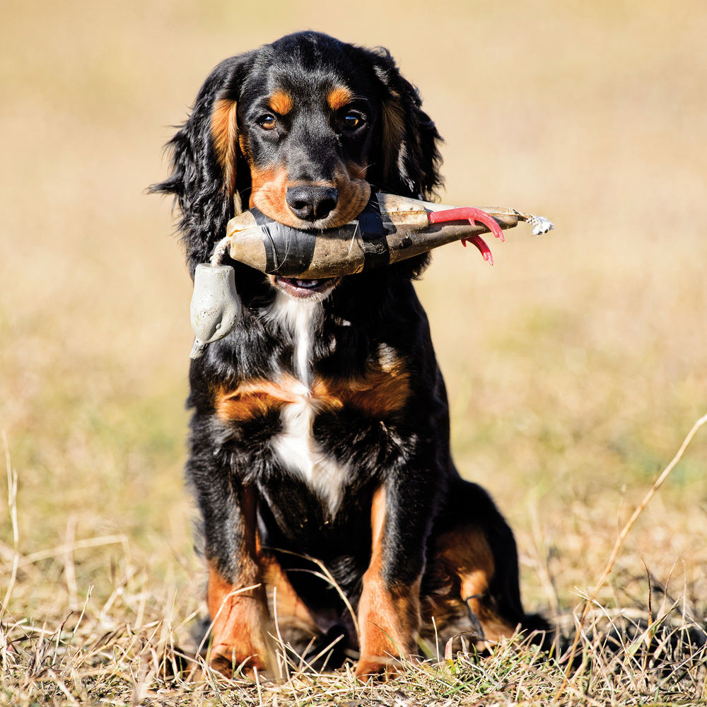 Hunting Dog Training: Your Pup's First Year