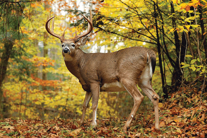 How to Hunt Monster Midwestern Bucks on Public Land