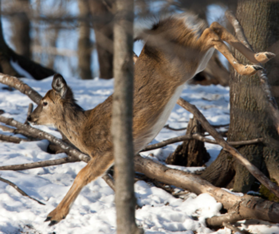 Deer Hunting Tips: What Fawn Behavior Can Tell You About the Rut