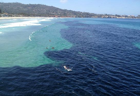 Video: Massive Shoal of Anchovies Swarms Southern California Coast