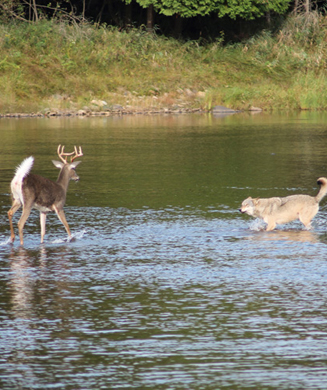 Photos: Whitetail Goes Head-to-Head with Wolf in River