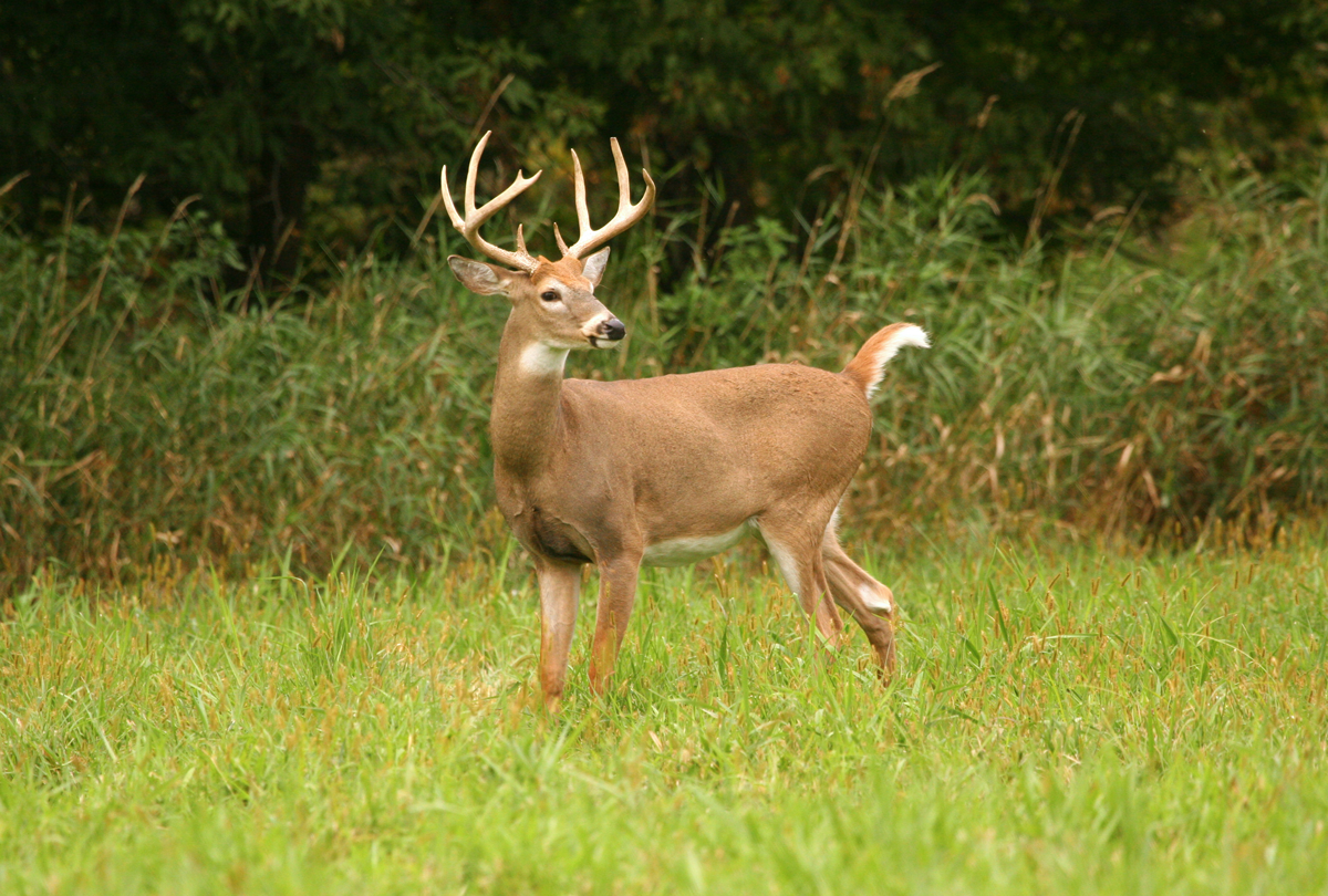 <em>This buck would be considered a trophy in a lot of places, or a “management buck” in Texas. His mass and spread aren’t going to get him in the record book, but he’s decent buck with long G2 and G3 tines and main beams.</em>