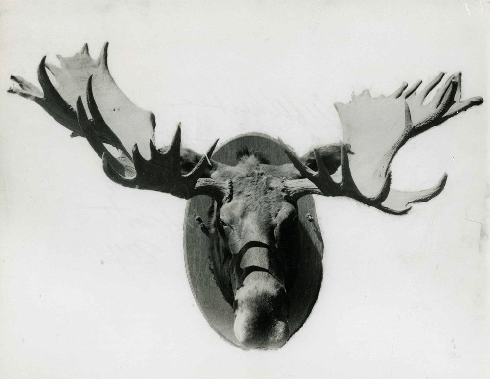 record Canada moose silas h witherbee