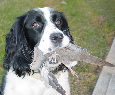 <strong>5. English Springer Spaniel</strong> <em>(27)</em> While the springer is best known as an upland pheasant specialist, this 40- to 50-pound flushing dog is a great all-around bird getter and house companion. Springers love water and work well on ducks and geese. They are also good retrievers on doves and flush and fetch quail. Close-working Springers also are excellent in grouse and woodcock cover. In fact, the origins of the dog dating back to England link the Springer to the Cocker Spaniel. Small dogs were selectively bred to work in tangled coverts for woodcock, the diminutive spaniels eventually being named "cockers" for their specialty. Larger spaniels were adept at "springing" into cover to flush game, thus their name, which they still carry today. The two dogs became different breeds in the 1800s.