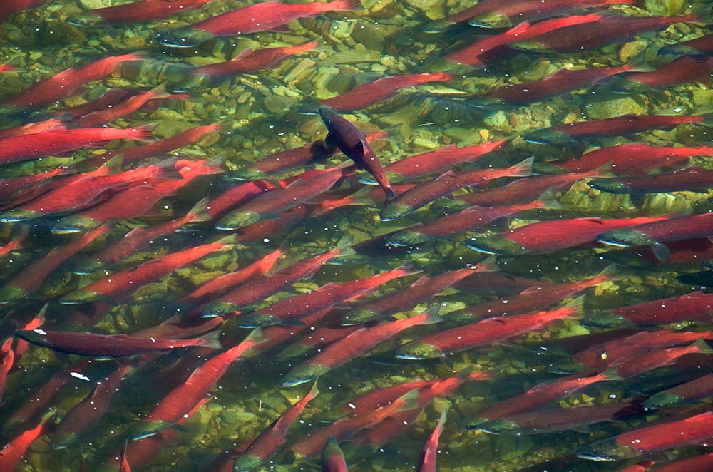 salmon fishing at katmai national park