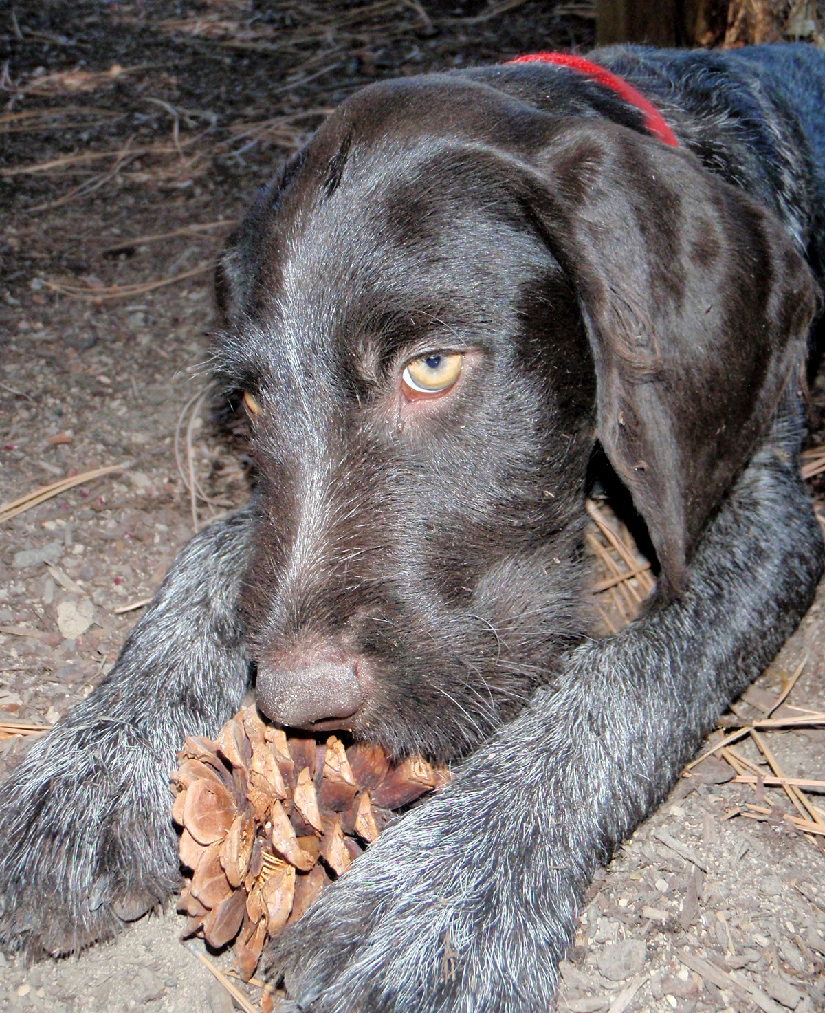 Disobedient Dog? Pick Up Your Hunting Dog for Better Behavior