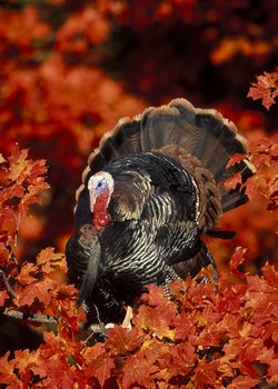 You Make the Call: Fall Gobblers