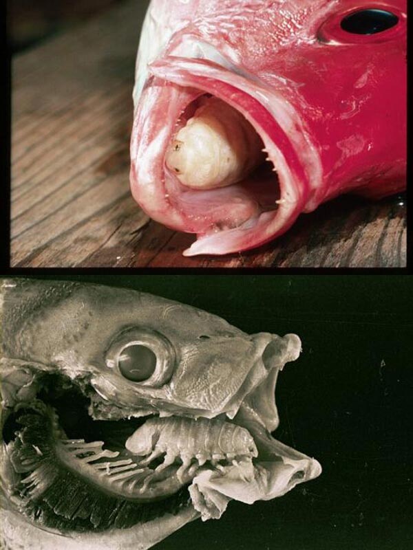 Known by many as a "tongue biter," this parasite hooks its legs into the tongue of a fish, particularly bluefish and striped bass in the mid-Atlantic states, and eventually the tongue falls out.