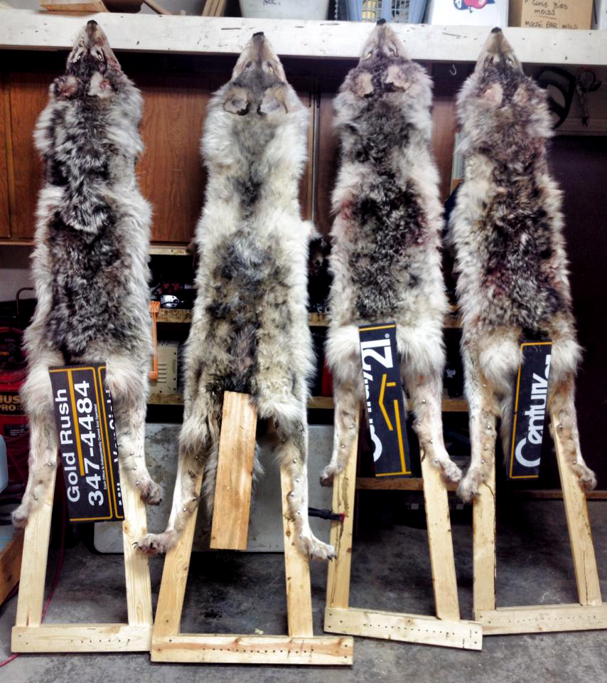 A Handy (and Free) Tip for Stretching the Legs of Furbearer Hides