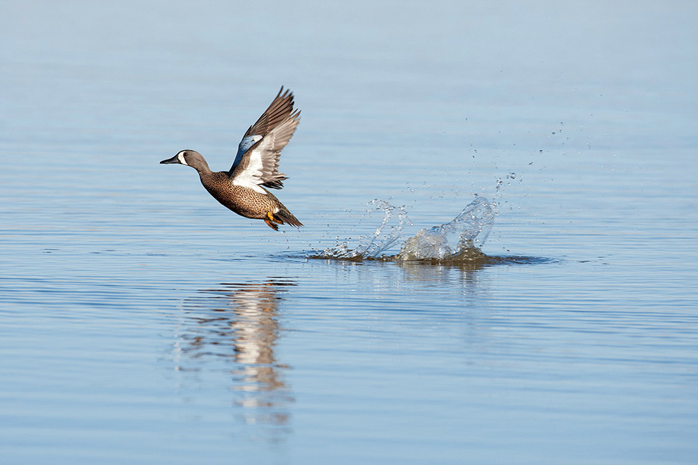 3 EarlySeason Teal Hangouts, and How to Hunt Them Outdoor Life