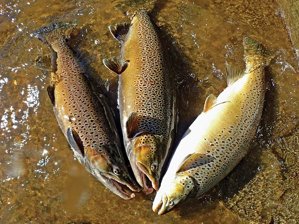 Three brown trout
