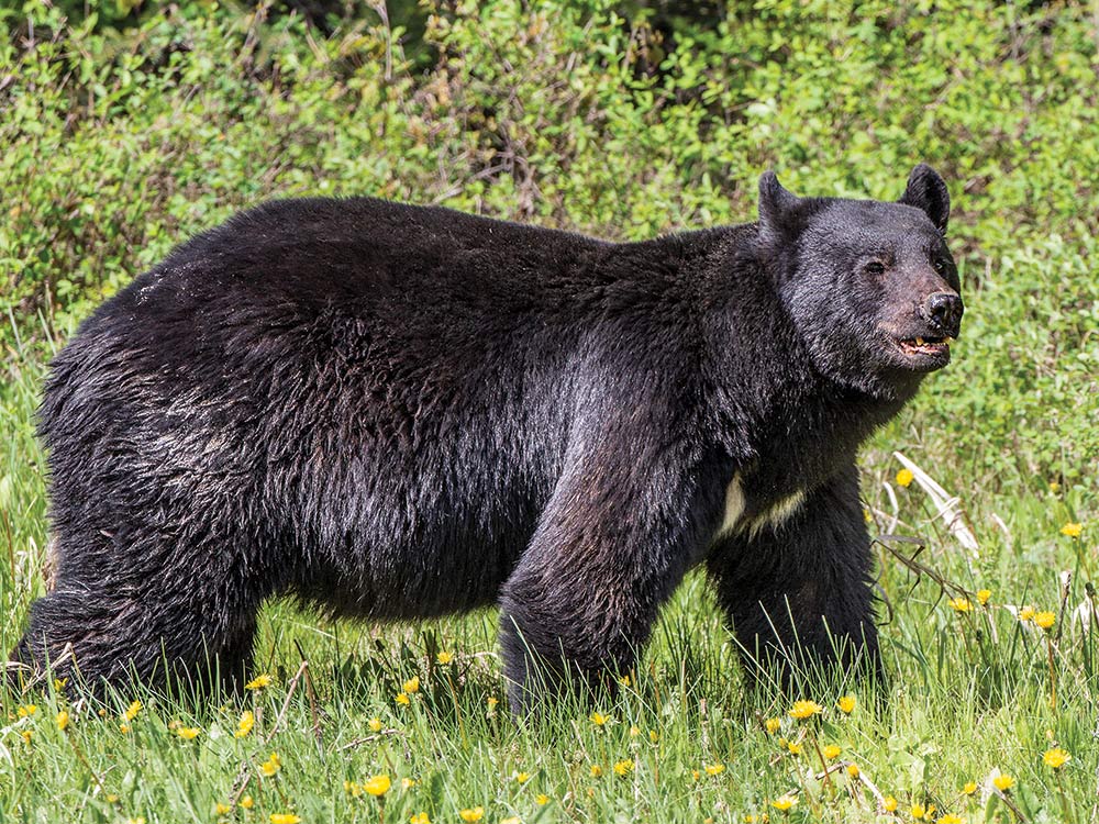 Black bear checks a field edge