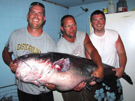 North Carolina Man Lands Potential World Record Blue Catfish