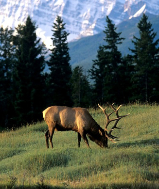 Road to Six Million: The Rocky Mountain Elk Foundation’s Restoration Projects
