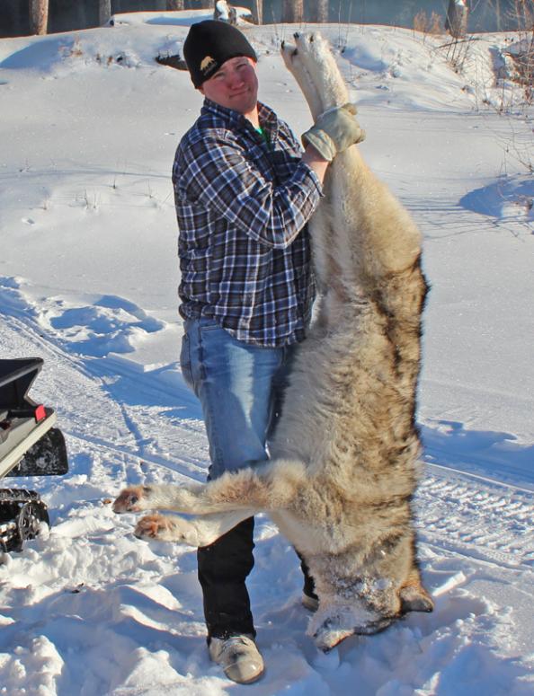 Live Hunt Alaska: Second Wolf of The Season