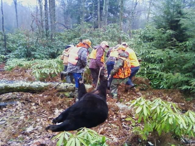 It takes an army of hunters to drag a bear of that magnitude back to the truck. Awesome job guys and hearty congratulations from Outdoor Life and bear hunters across the state.