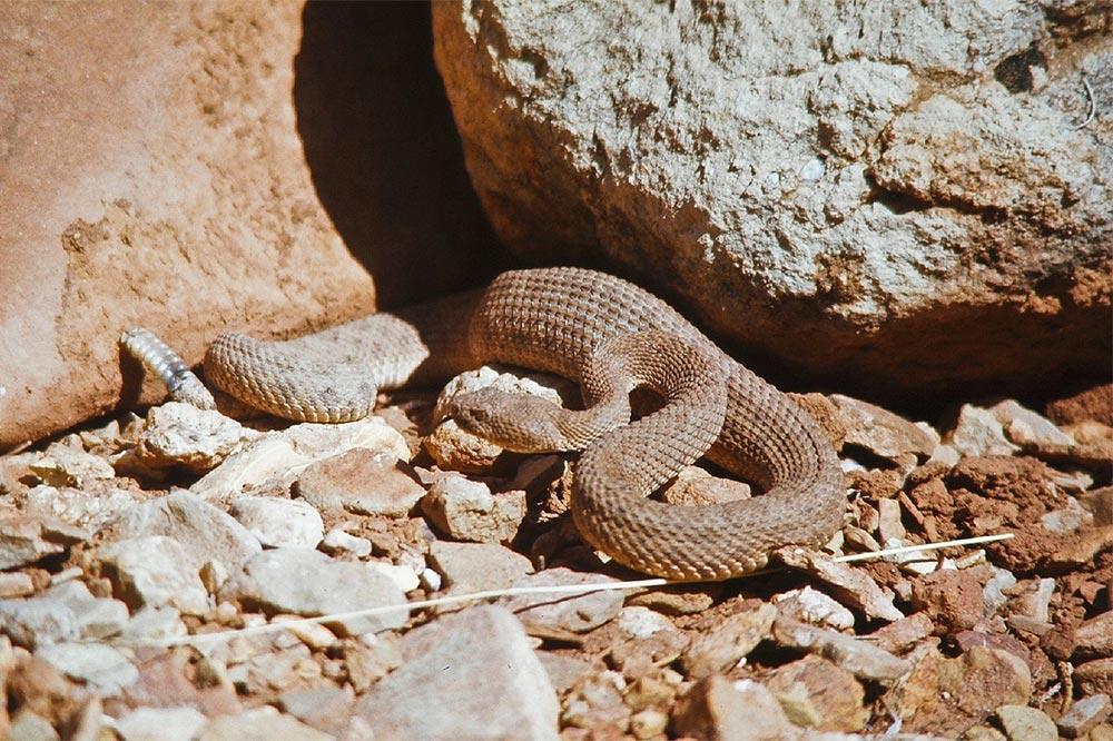 rattlesnake coiled on the ground