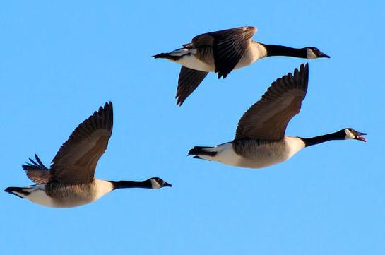 Late-Season Goose Hunting Tip: Don’t Blow It