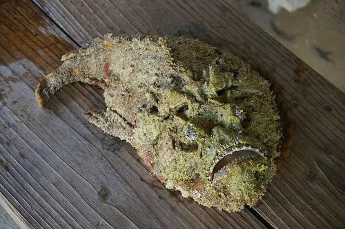 The Austrailian stonefish is perhaps the most poisonous fish in the world.