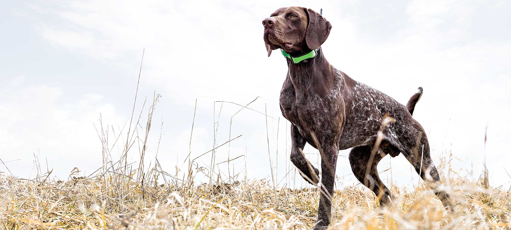 6 of the Greatest Modern Hunting Dog Stories