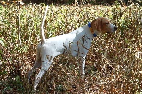 pointer hunting dog