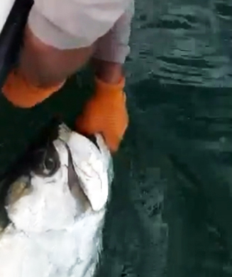 World-Record Fish: Possible 300-Pound Tarpon Caught and Released in Florida