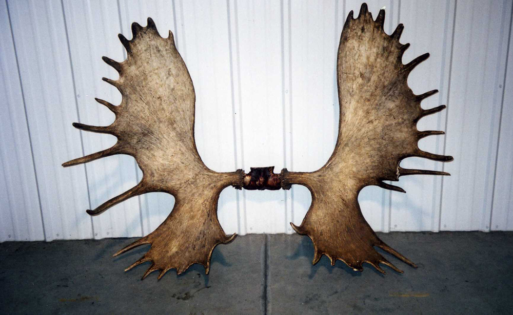 record Canada moose antlers
