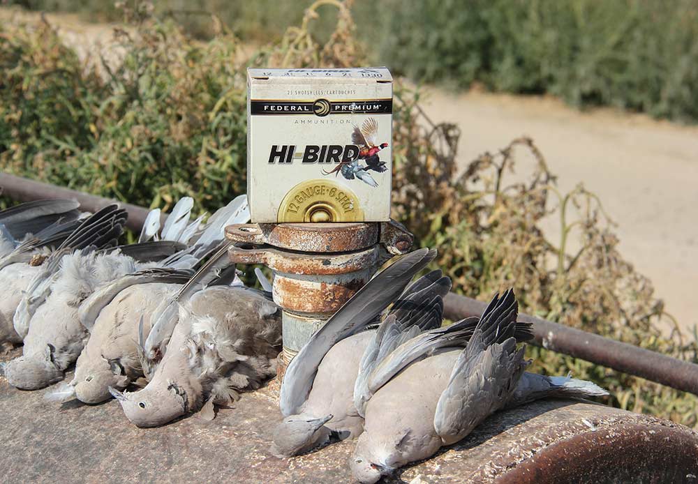 eurasion collard doves with bird shot