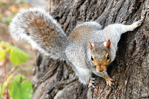 Squirrel Hunting photo