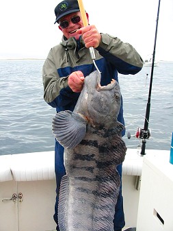 Part eel, part fish--and part wolf--the wolf fish are often caught by cod fishermen off the Northeast coast.