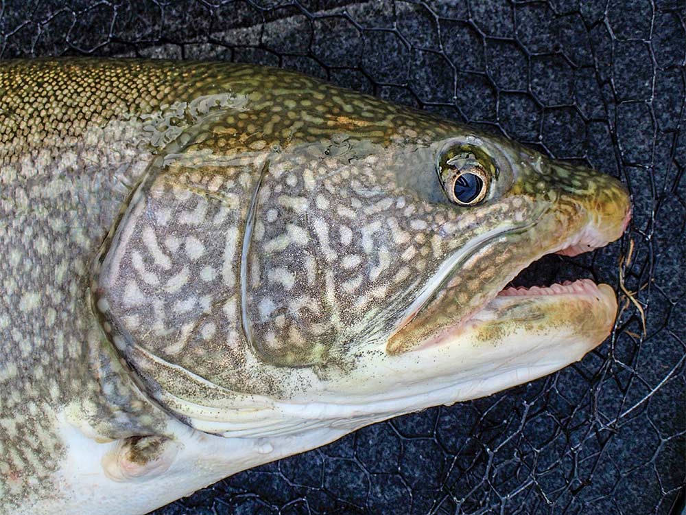 giant lake michigan trout release