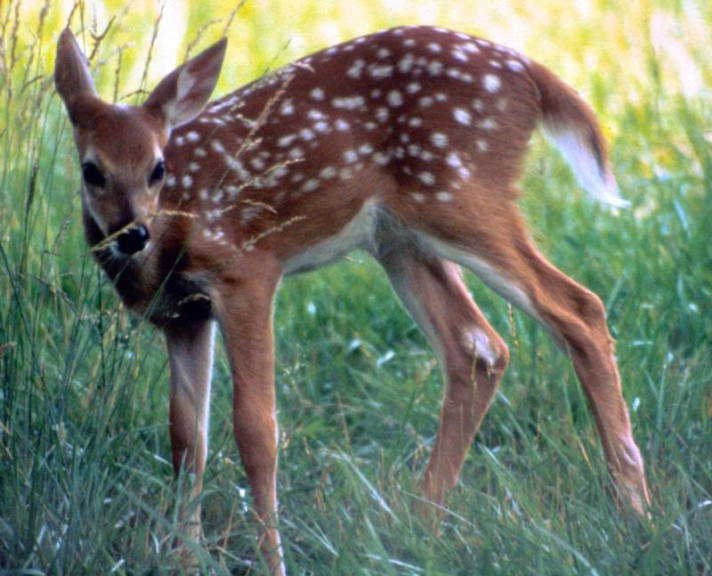whitetail fawns