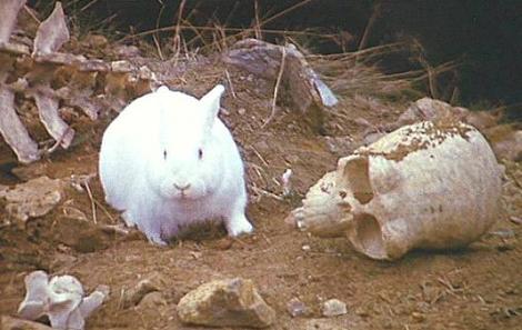 Rabbit Hunting photo