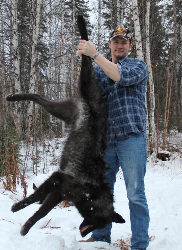 Trapping Alaska: First Wolf of the Season
