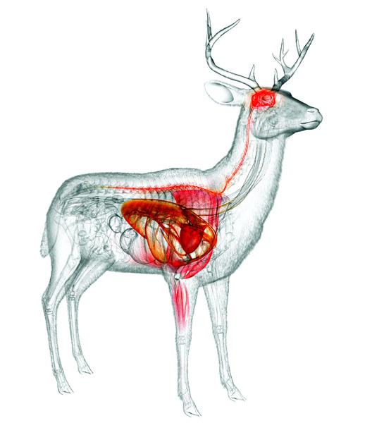 does a neck shot kill a deer