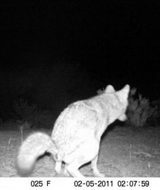 Coyote Hunting photo