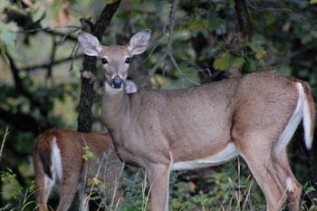 Harsh Winter Causes Wisconsin To Cut Antlerless Permits in Northern Units